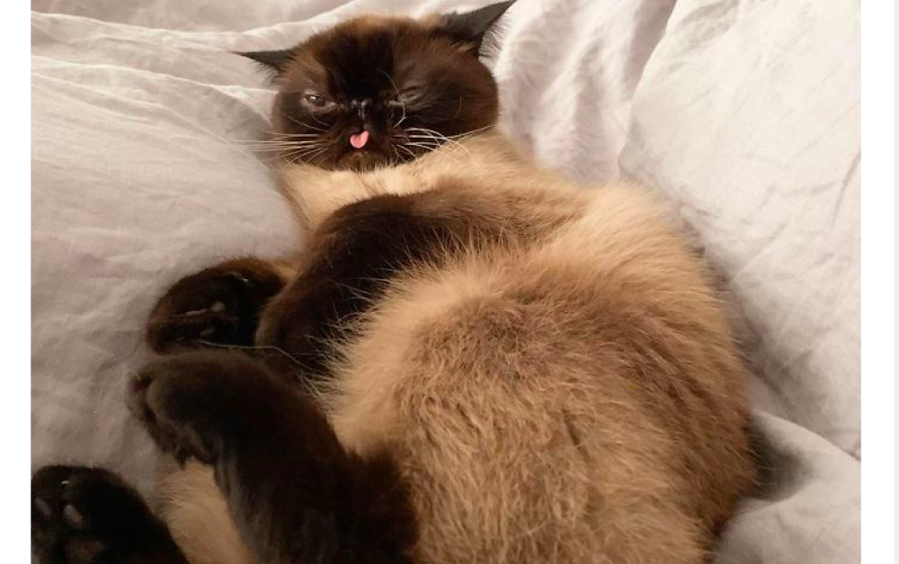 Qua sembra dire "Beh cosa guardi, non sono il gatto più bello del mondo"