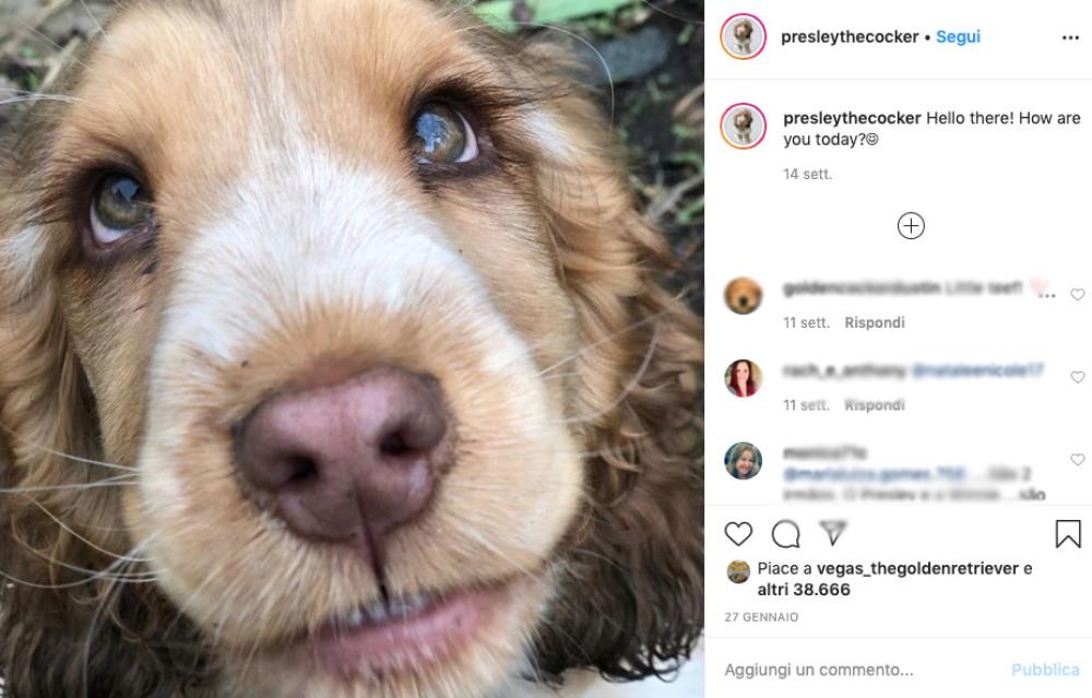 La cagnolina, grazie alla sua particolarità