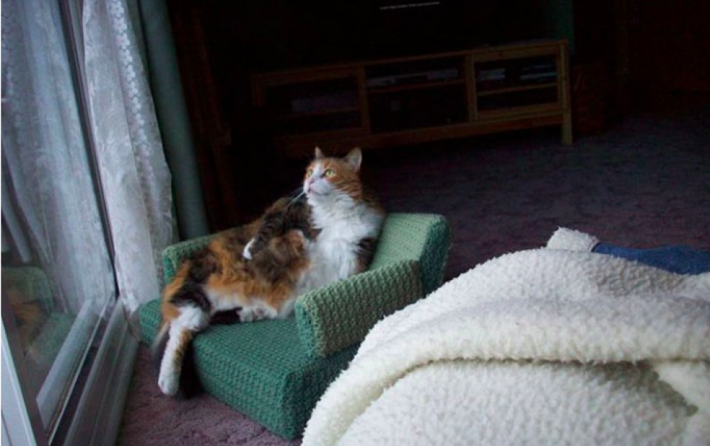 Questo gatto sembra stare seduto