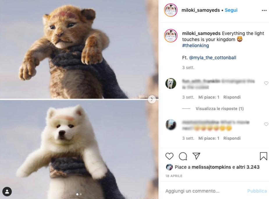 Il Re Leone