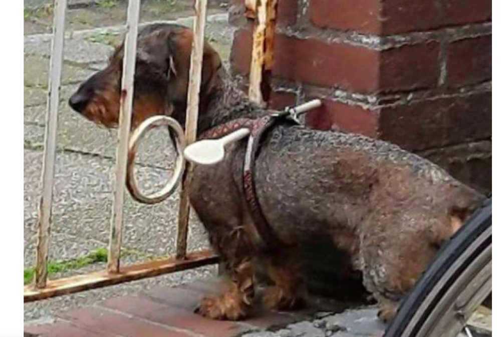 Il cane scappa dal cancello? Ecco la soluzione semplice ed economica