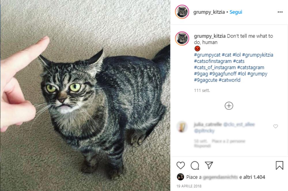 Il cane-gatto