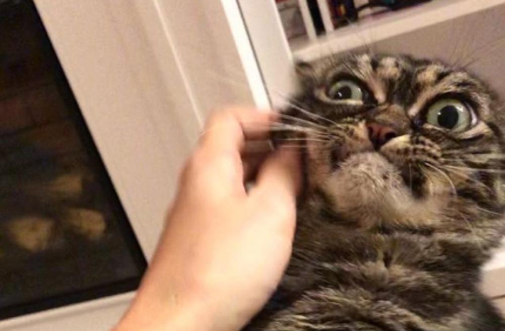 Chi è la nuova Grumpy Cat