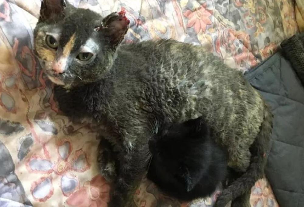 Minka: la gatta che si è lanciata nel fuoco per salvare i suoi cuccioli