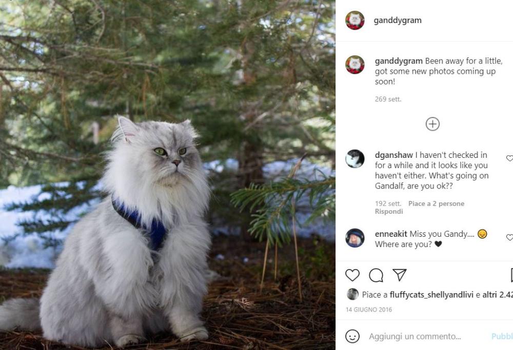 Gandalf: il gatto che ha viaggiato per tutto il mondo 