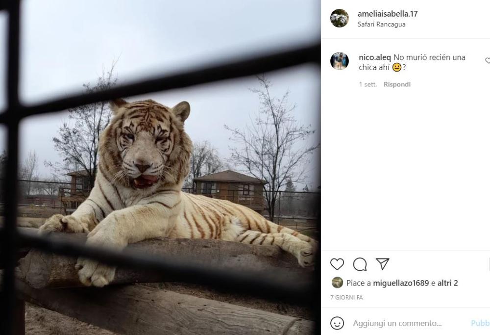 A 21 anni muore sbranata da una tigre allo zoo