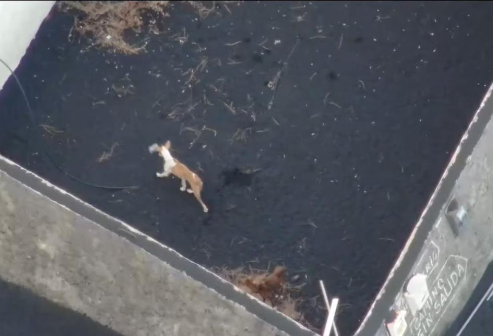 Nella Canarie ci sono quattro cani intrappolati da giorni nella lava