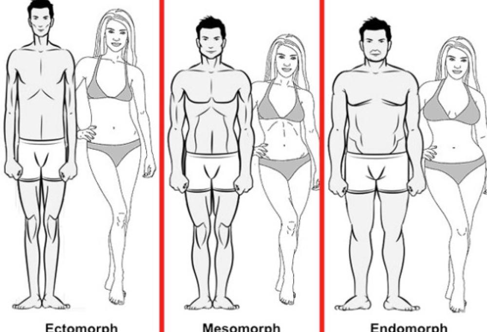 Ectomorfo, Mesomorfo e Endomorfo 
