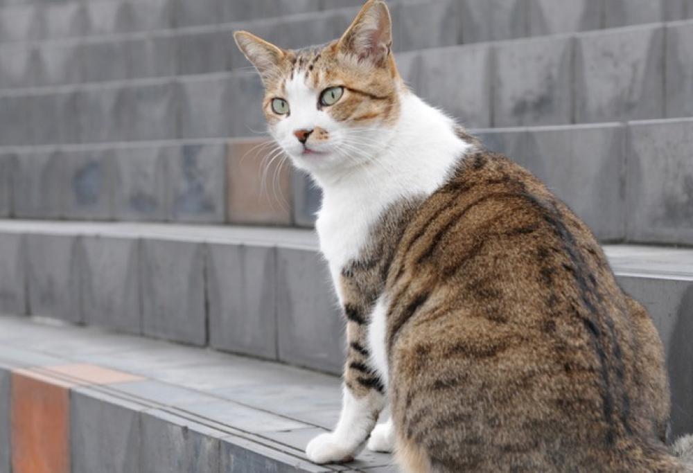 Il gatto che sale (o scende) le scale