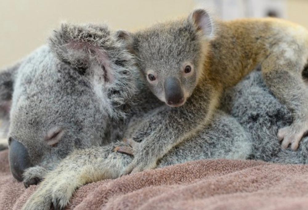 Un cucciolo di koala abbraccia la madre durante l’intervento che la salverà 