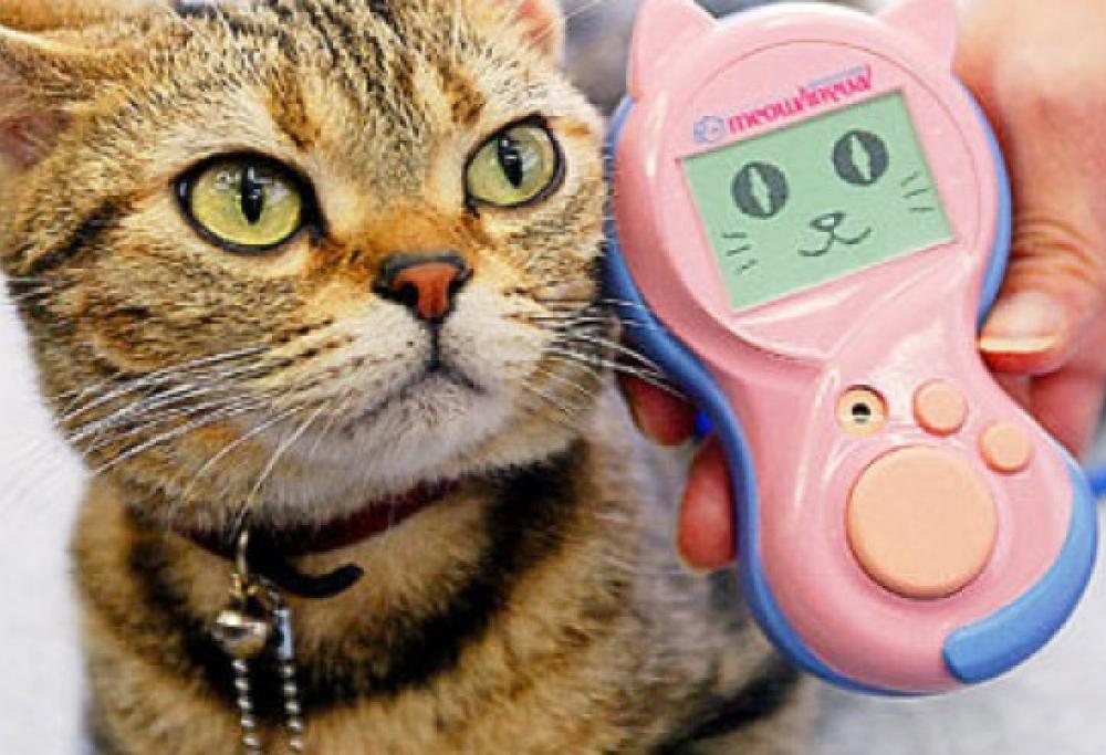 Hai un gatto? Il traduttore per miagolii è quel che ti serve