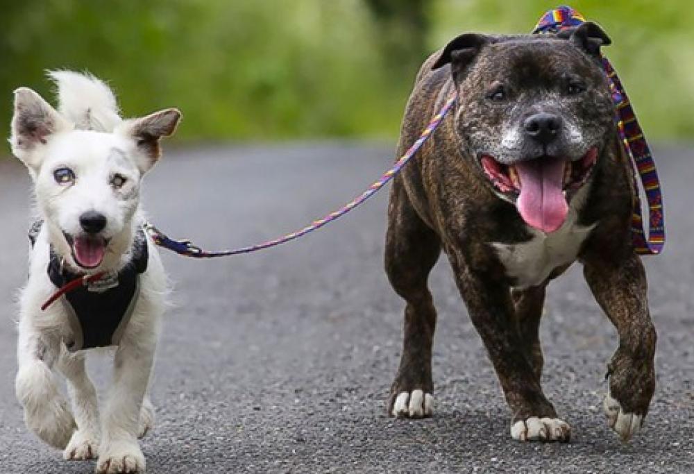 Un Jack Russell cieco e il cane che gli fa da guida cercano casa insieme