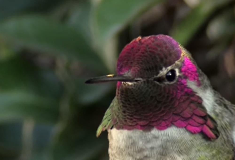 Colibrì di Anna