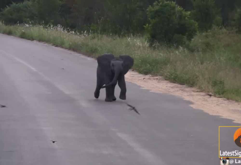 elefante