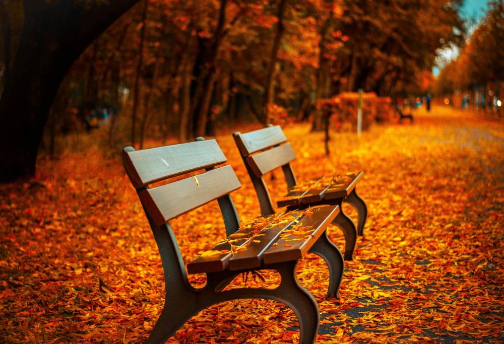 Perché in autunno le foglie cambiano colore e cadono?