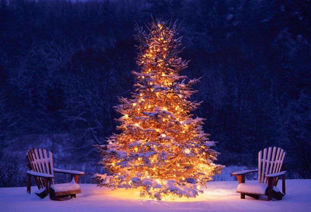 La vera storia dell’albero di Natale