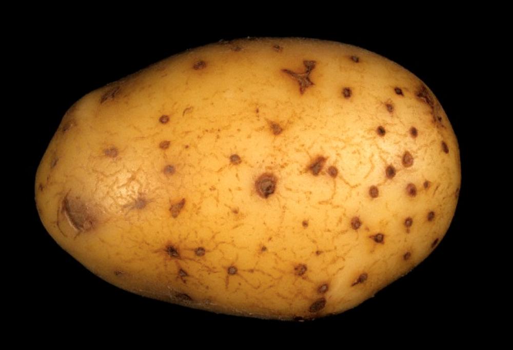 La patata che vale 1 milione di euro