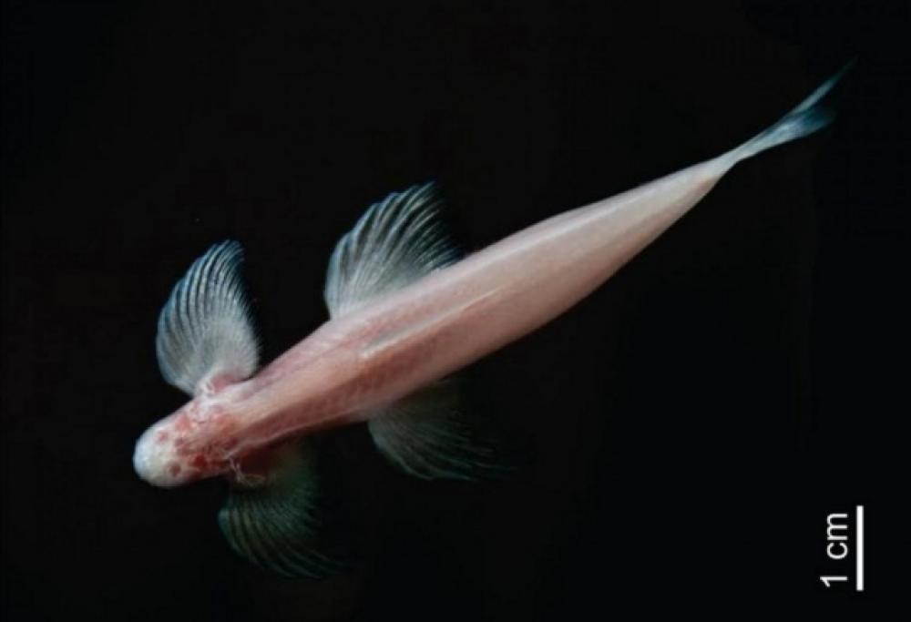 Il pesce cieco che cammina come un umano