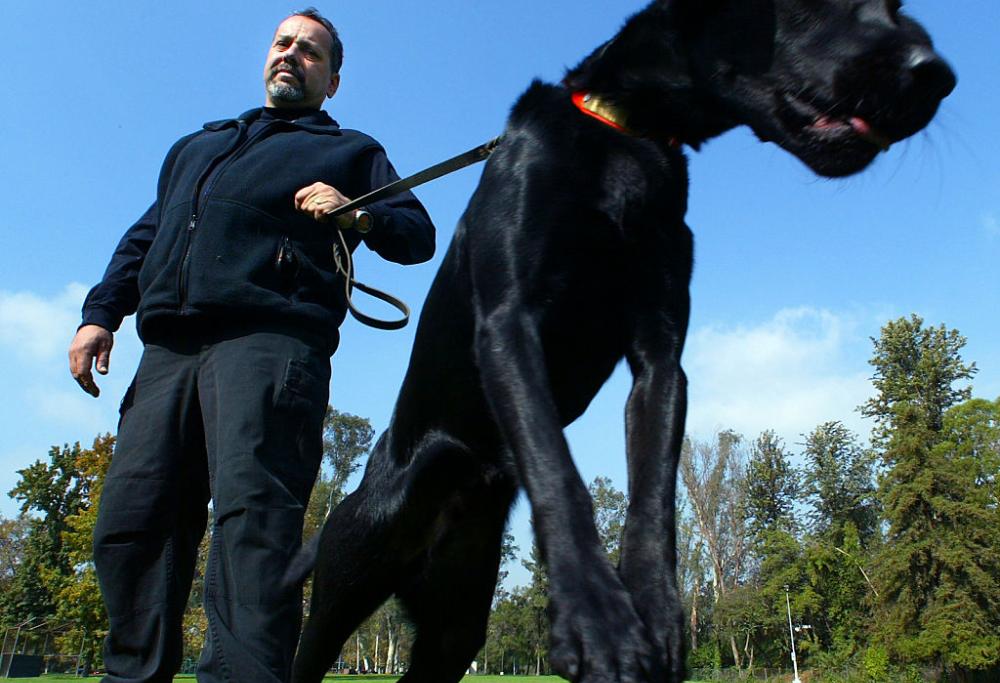 Sai perché i cani si annusano il sedere?