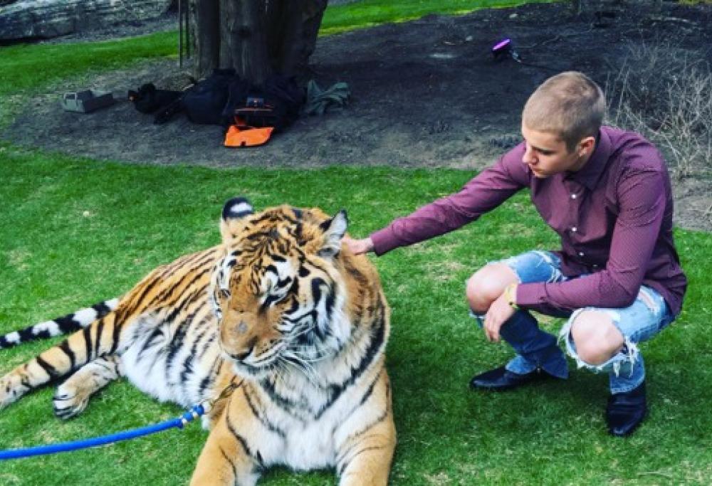 Justin Bieber avvertito: basta foto con leoni e tigri
