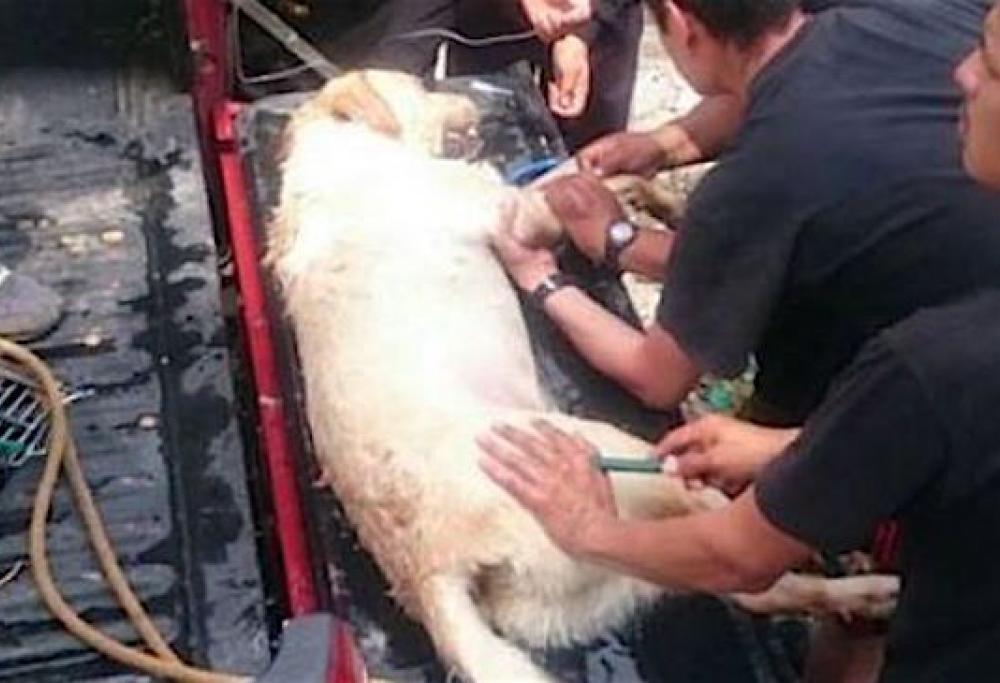 Il cane eroe che salva 7 persone e muore di stanchezza