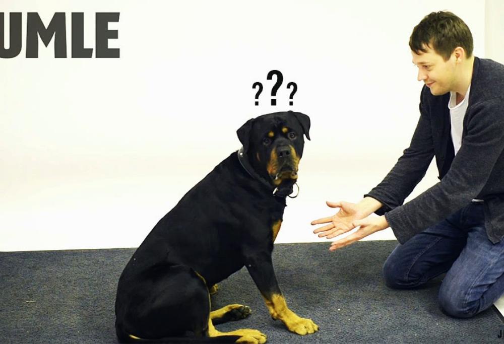 Come reagiscono i cani se un uomo abbaia?