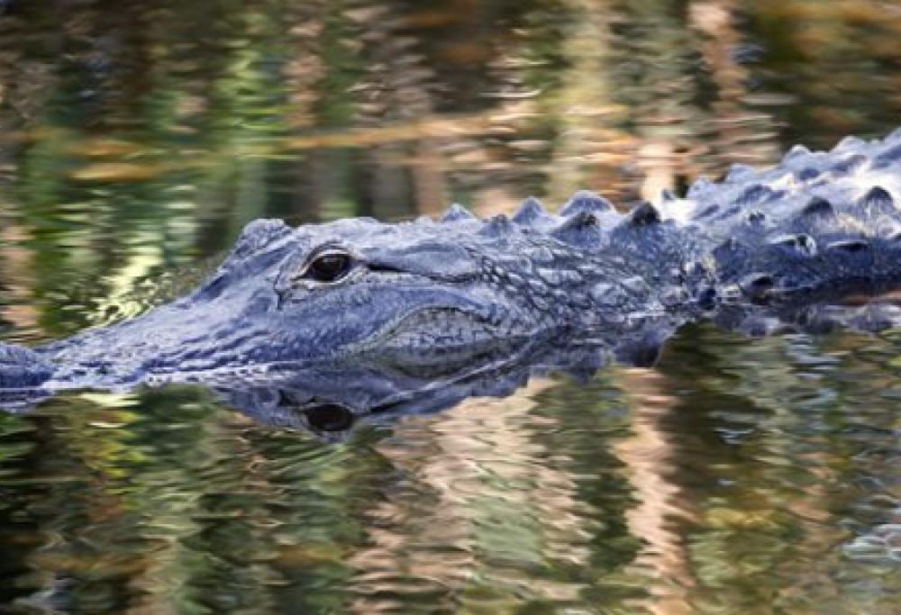 Coccodrillo trascina in acqua un bambino a Orlando. Tragedia nei pressi del parco Disney