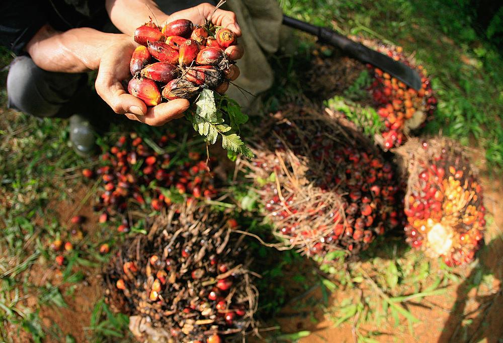 Se ne parla spesso, ma in Italia come funziona il mercato dell'olio di palma?
