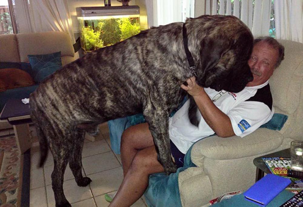 Si chiama Baron ed è uno dei cani più grandi del mondo Radio 105 Si chiama Baron ed è uno dei cani più grandi del mondo Radio 105