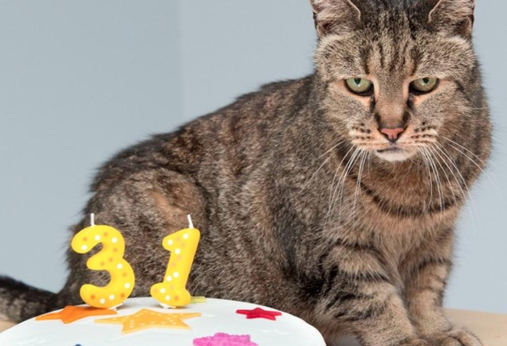 Lui è Nutmeg ed è il gatto più vecchio del mondo