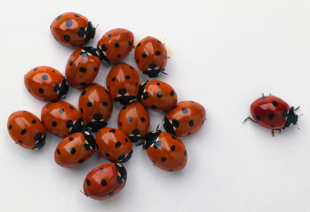 Dopo le cimici, l'invasione delle coccinelle