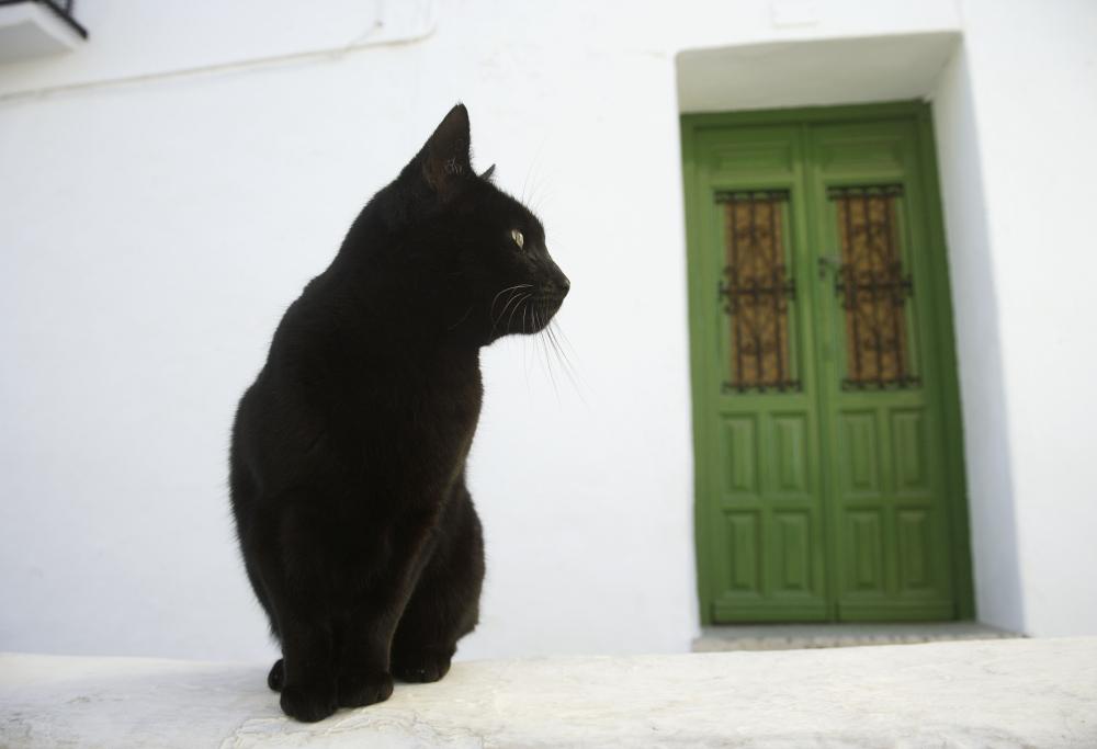 Oggi è la tredicesima edizione del "Gatto Nero Day",