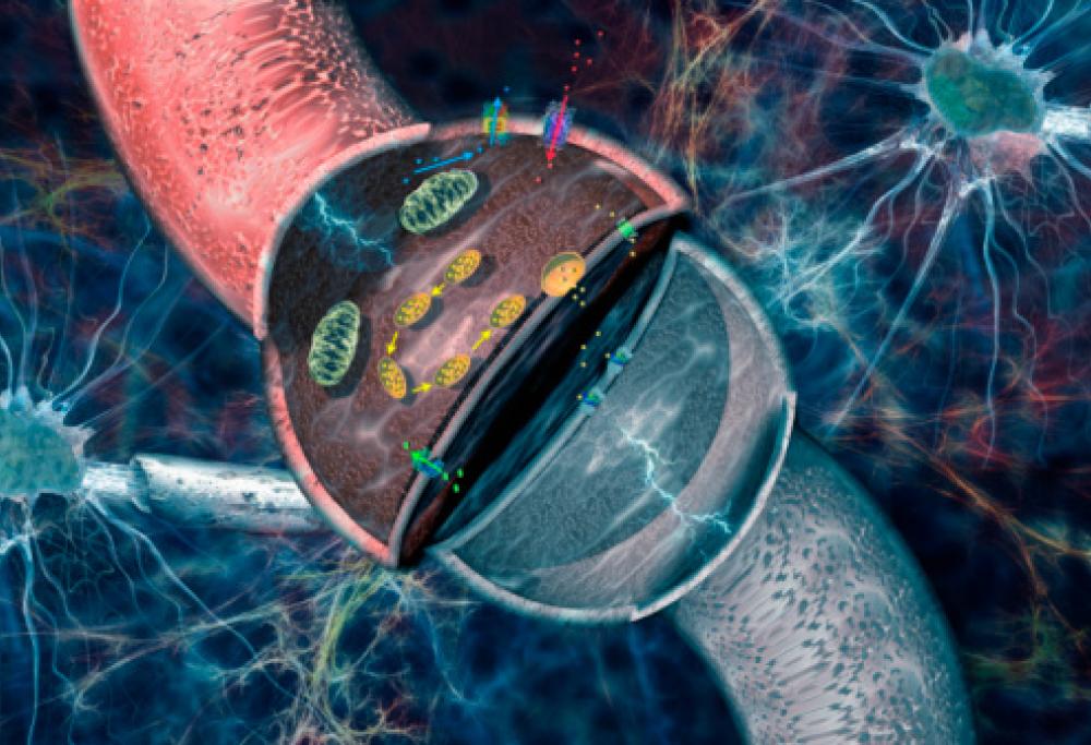 Quando stiamo bene il tempo passa in fretta, merito dei neuroni