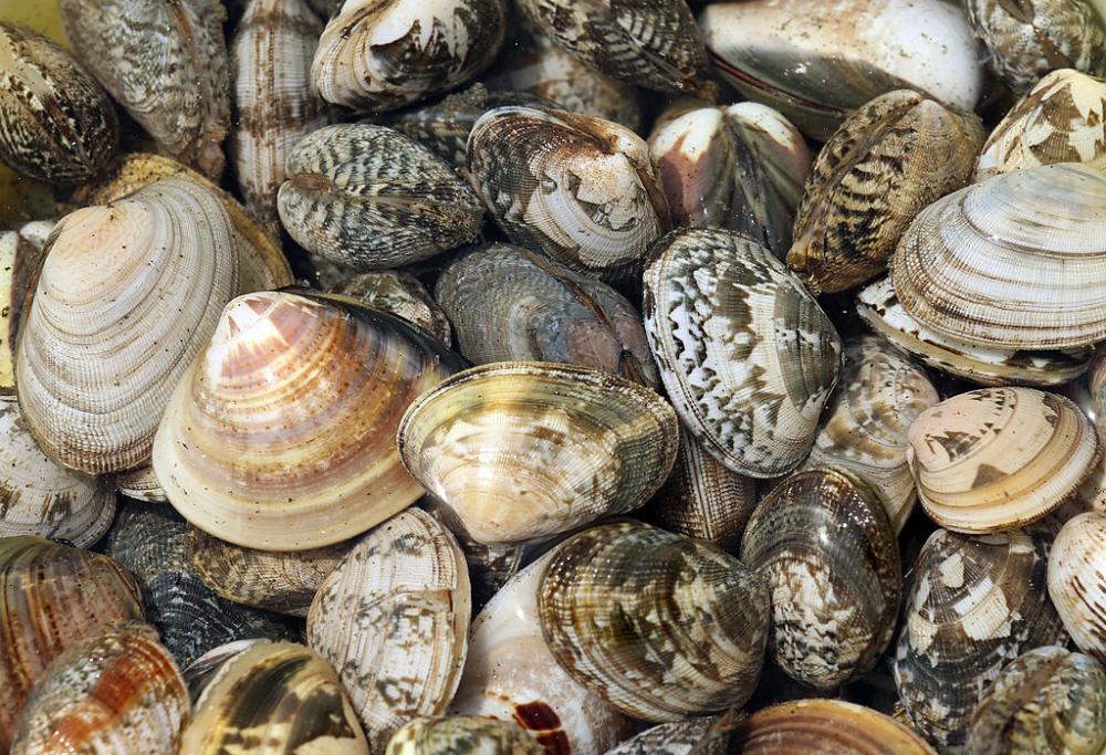 La “tesi delle vongole” non mente, la Terra è in pericolo