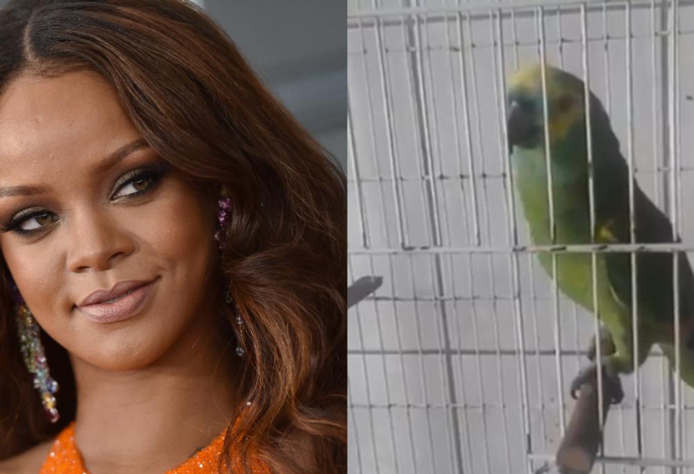 Rihanna ha un pappagallo come fan. E canta bene pure lui!