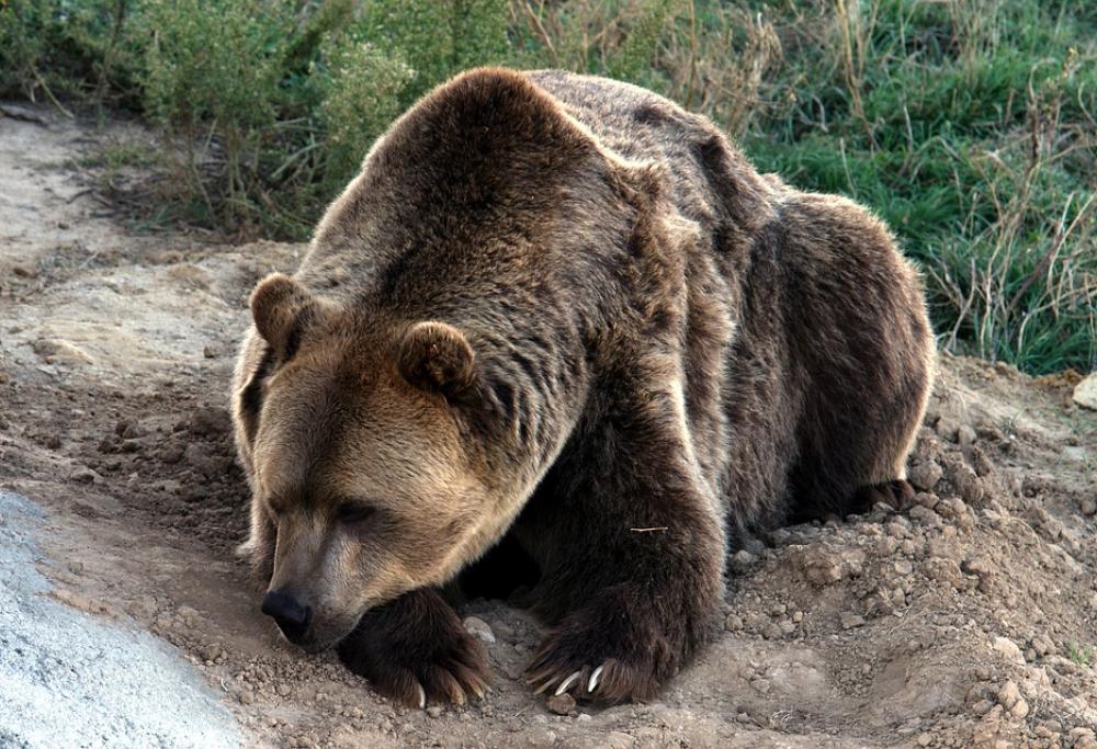 Alpi, il caldo anomalo interrompe il letargo dell'orso