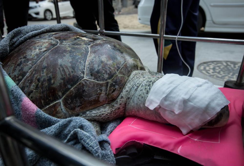 Thailandia, paura per la tartaruga che ha “mangiato” 5 kg di monetine 