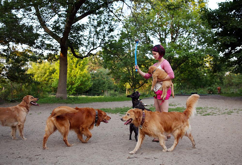 Arriva l’app che permette di “noleggiare” un cane