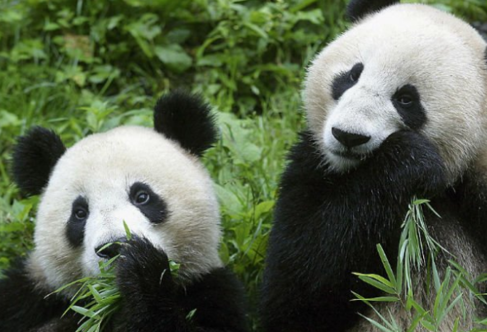 Allarme WWF: in 40 anni l’uomo ha fatto sparire il 60% dei vertebrati