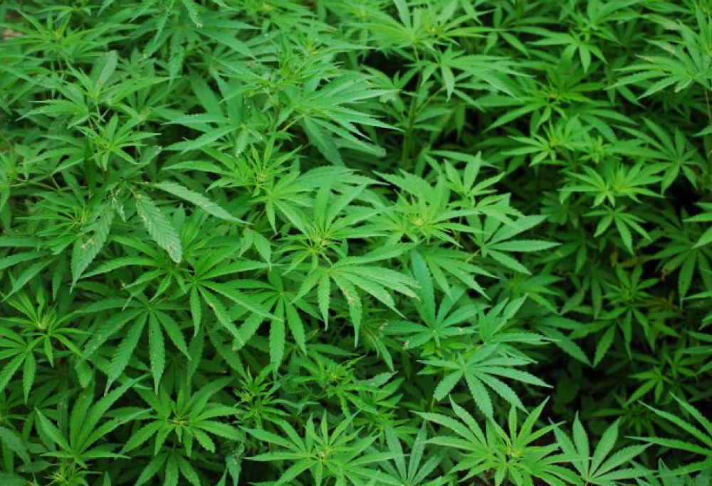 Serra di marijuana in casa: “Soffro lo stress”, e il gip lo scagiona