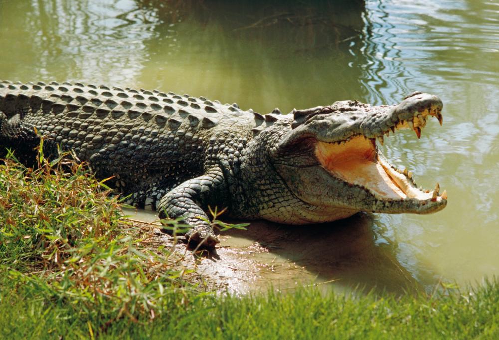 Coccodrillo sparito dalla gabbia del circo: scatta l'allerta in Sardegna