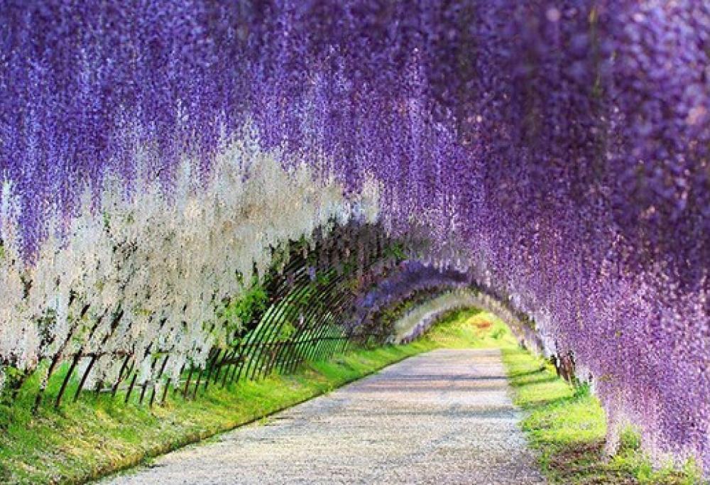 Un coloratissimo tunnel di glicini: ecco lo spettacolo della primavera