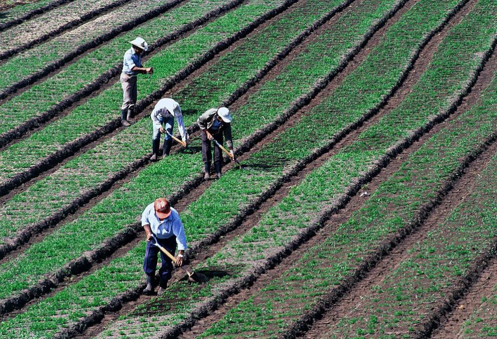Arrivi tardi a scuola? Dovrai zappare la terra