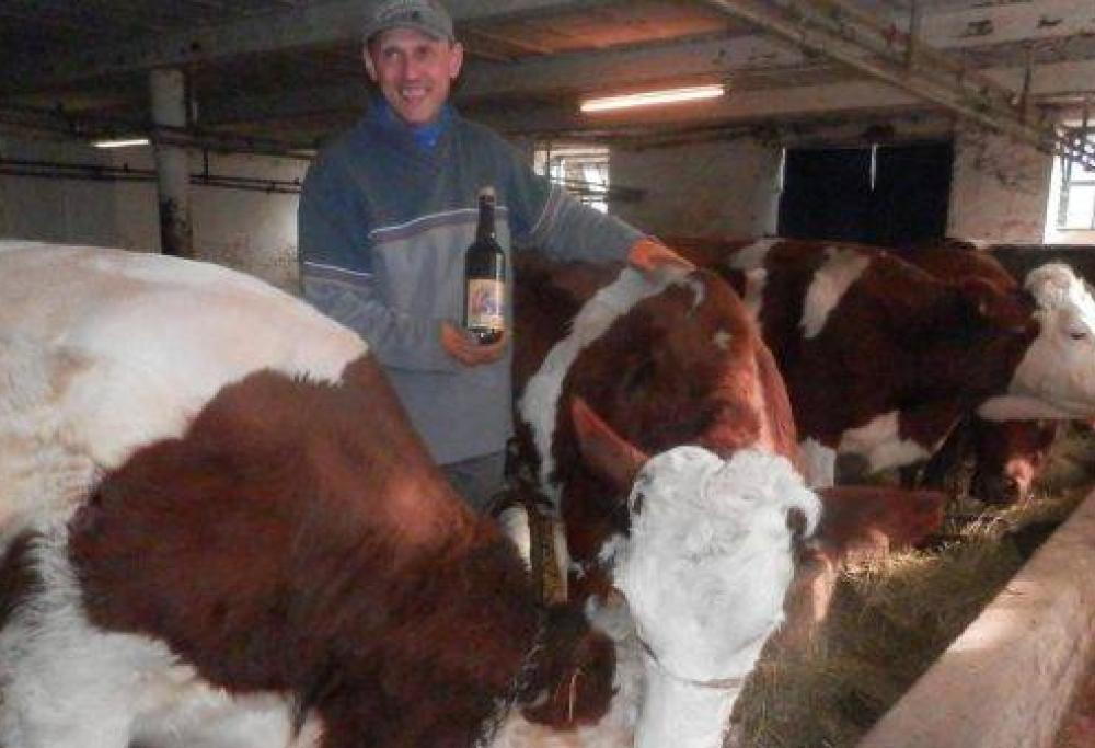 Le mucche in Belgio bevono birra: “così la carne è più buona”