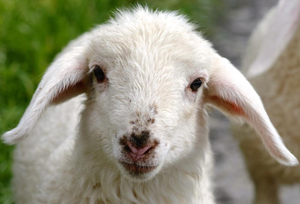 Pasqua vegana? Diminuiscono le prenotazioni di carne, 