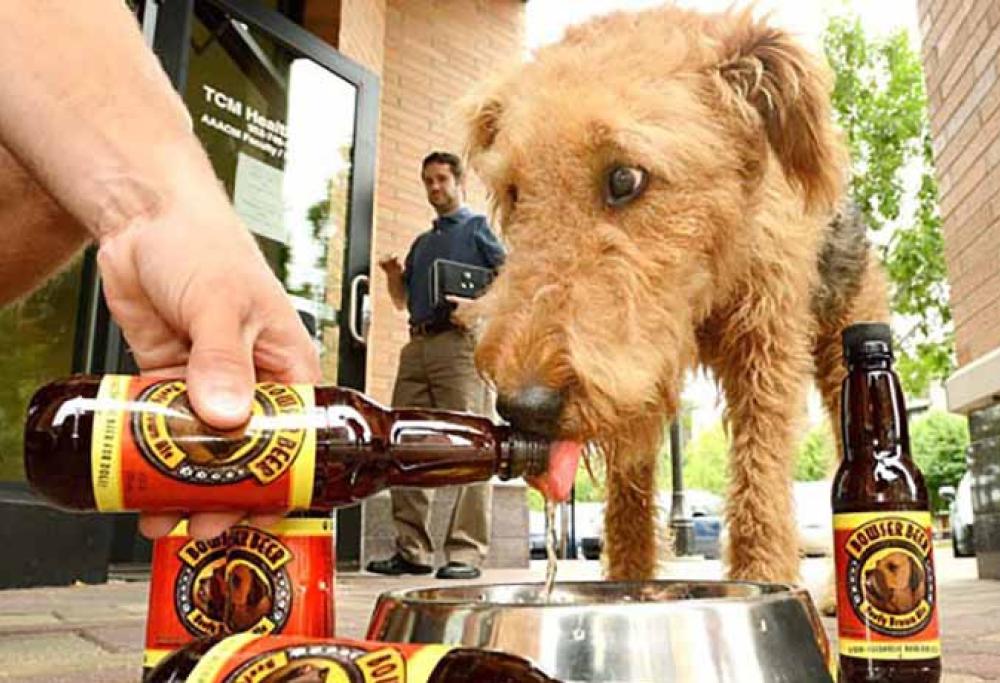 Birra per cani, da oggi è realtà 