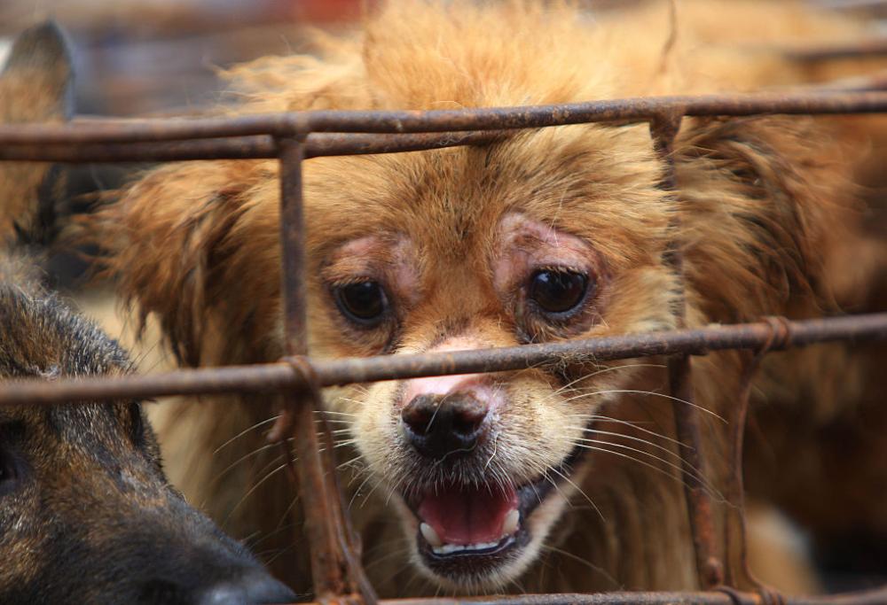 Taiwan: stop alla carne di cane e gatto