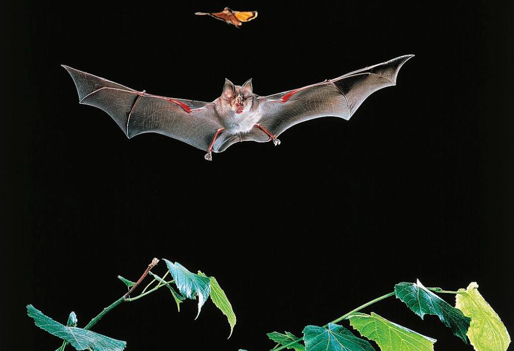 Problemi di zanzare? Adottate un pipistrello
