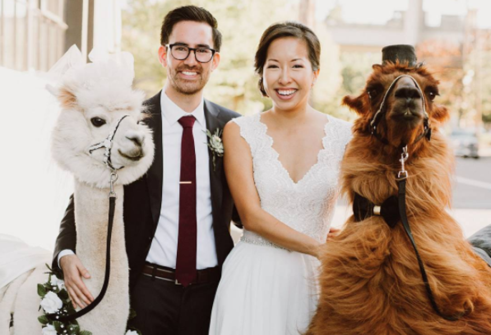 USA: matrimoni indimenticabili in compagnia del lama