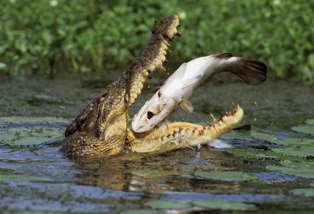 Essere mangiati da un predatore ed uscirne illesi? È possibile